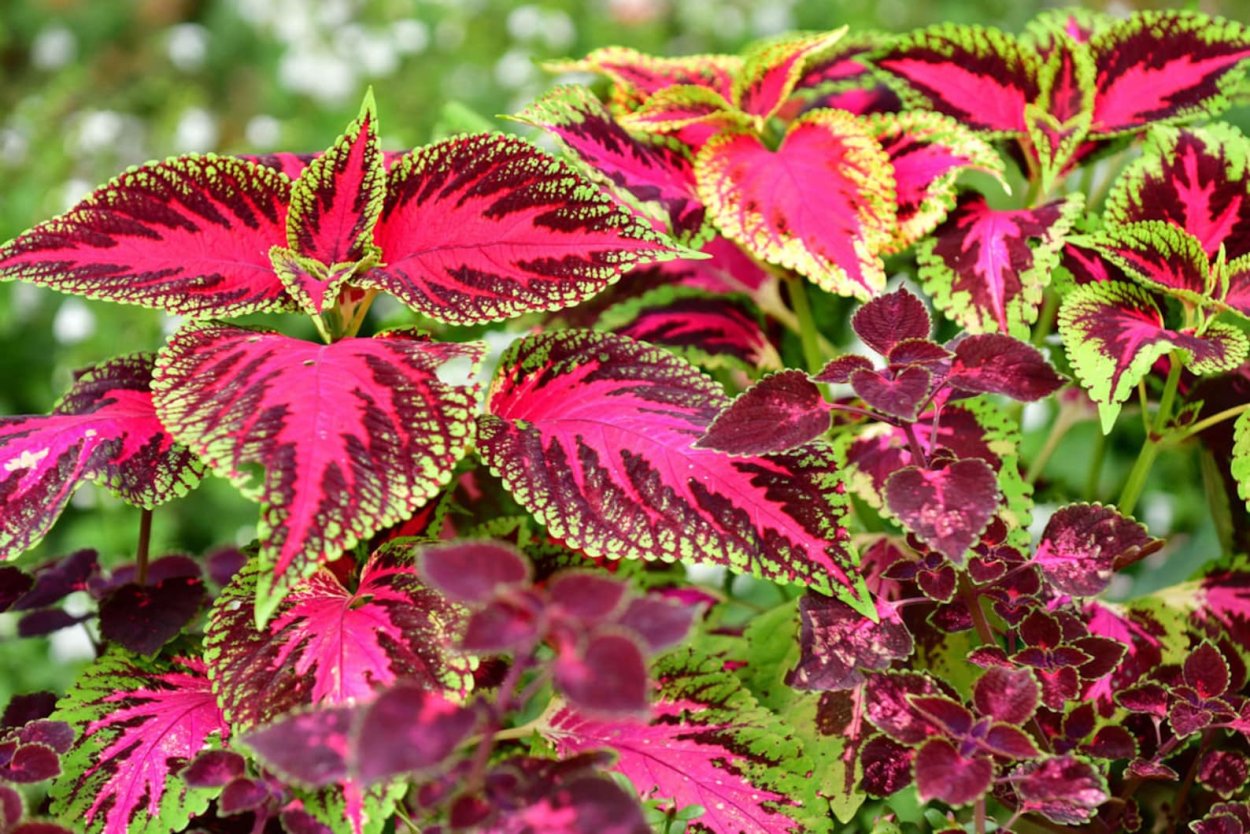 Колеус Ренельта Coleus rehneltianus