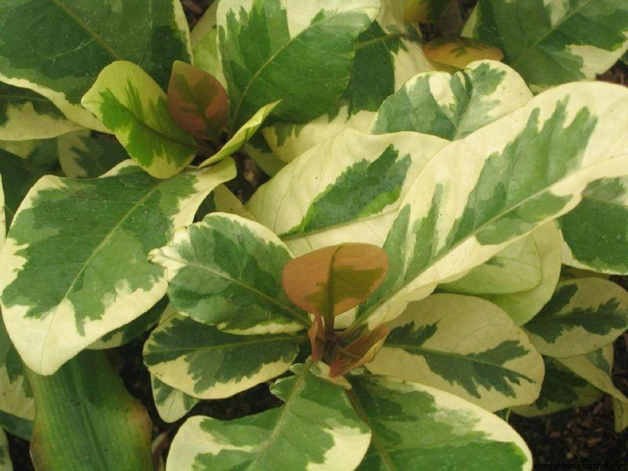 Пизония Вариегата цветок