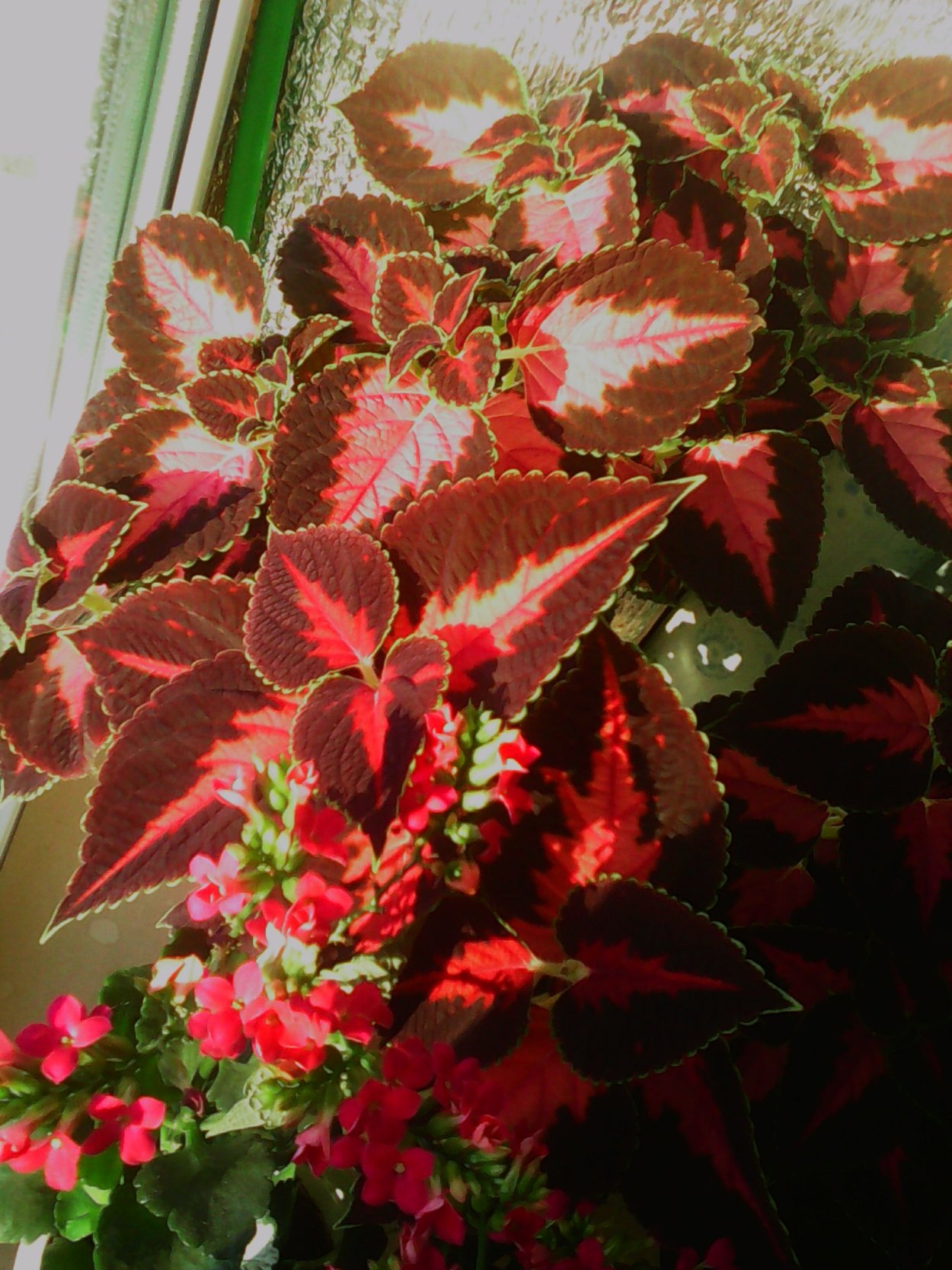 Домашний цветок с пестрыми листьями