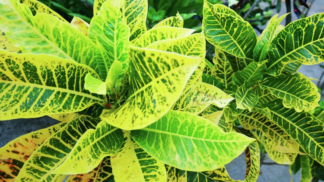 Кротон плащ Иосифа