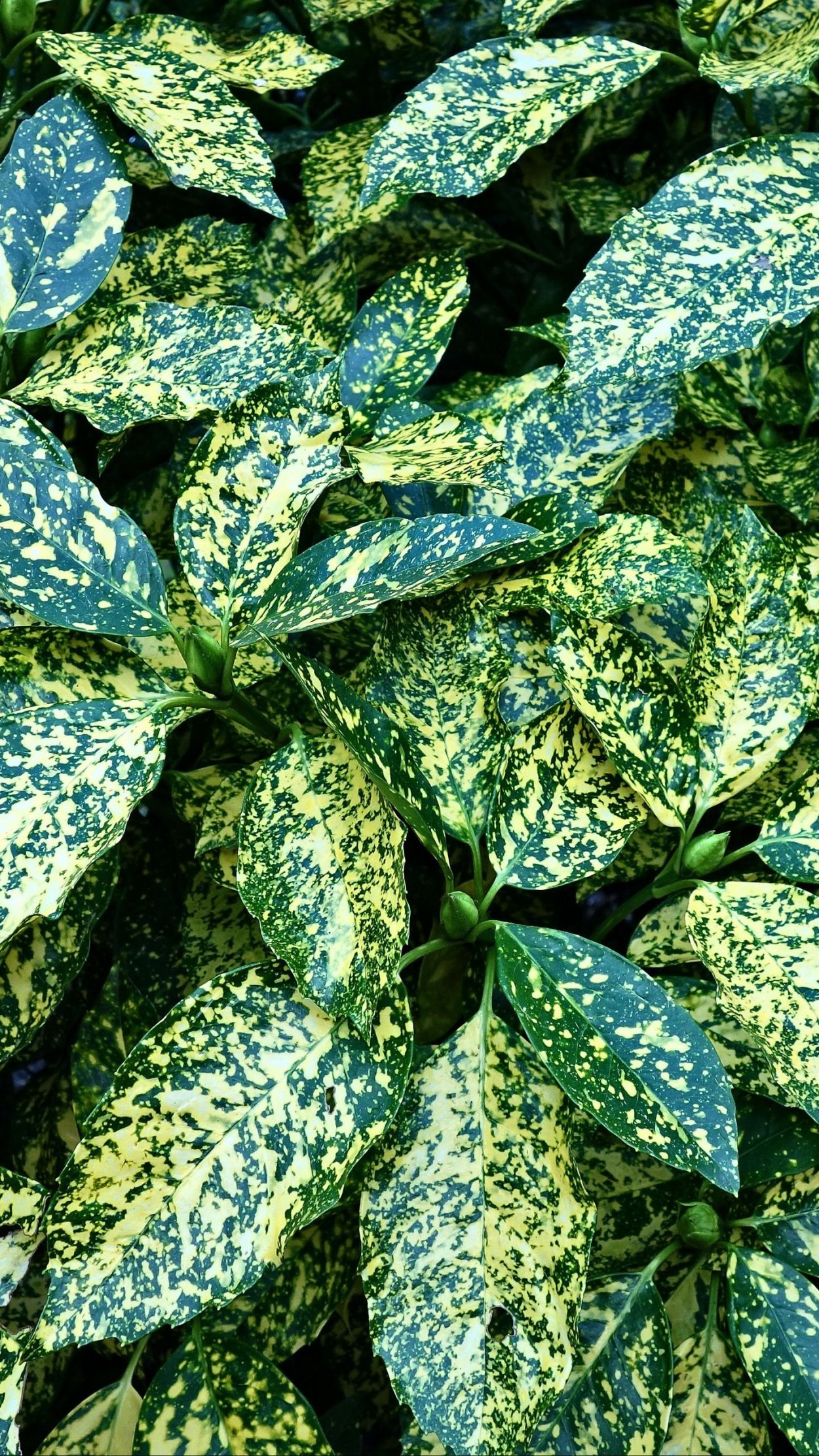 Вечнозеленый куст желтыми крапинками