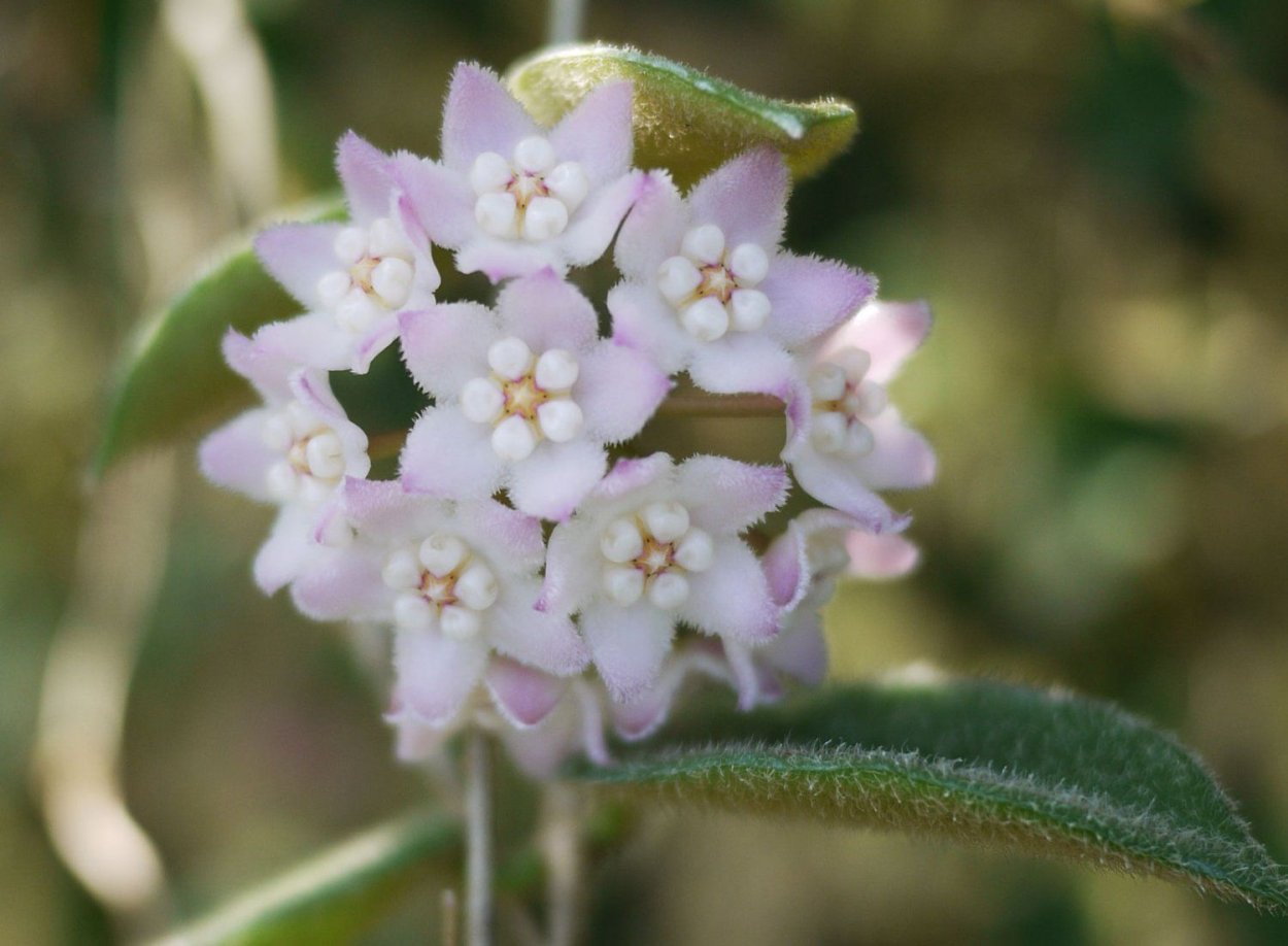 Хойя thomsonii dense hair Leaf