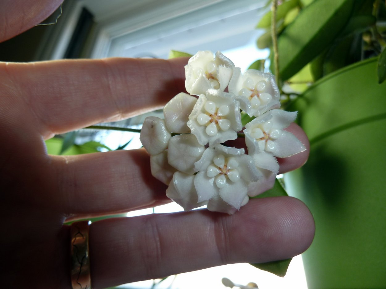 Хойя Hoya thomsonii