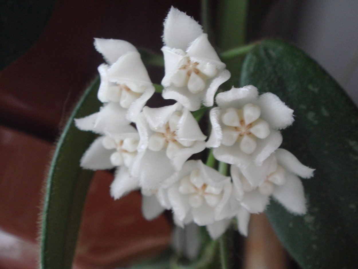 Hoya thomsonii long leaves