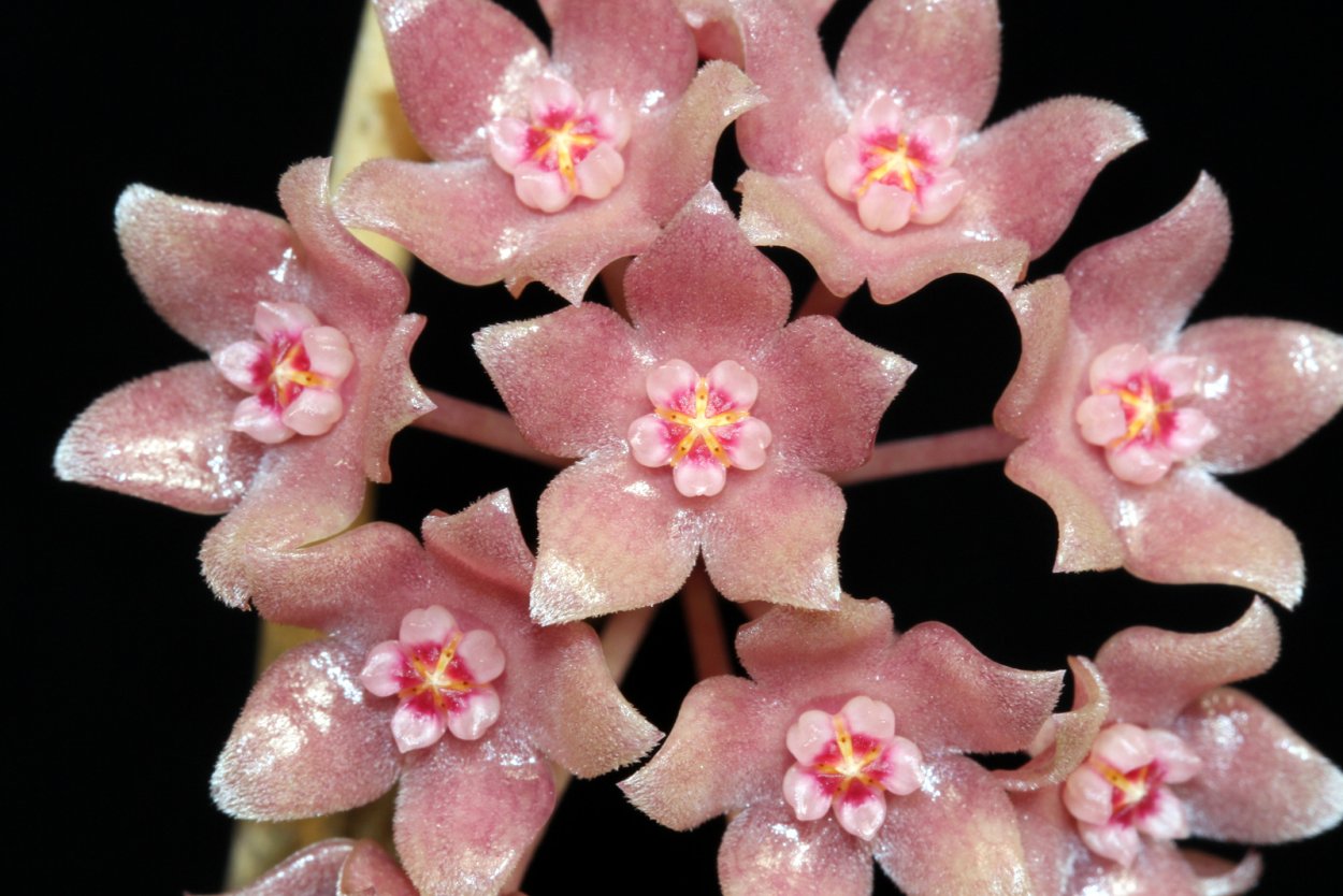 Хойя Овалифолия