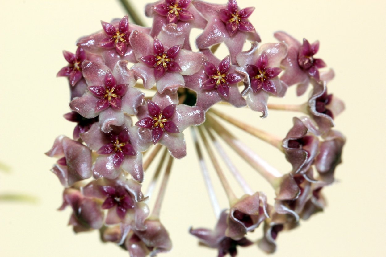 Хойя инкрассата