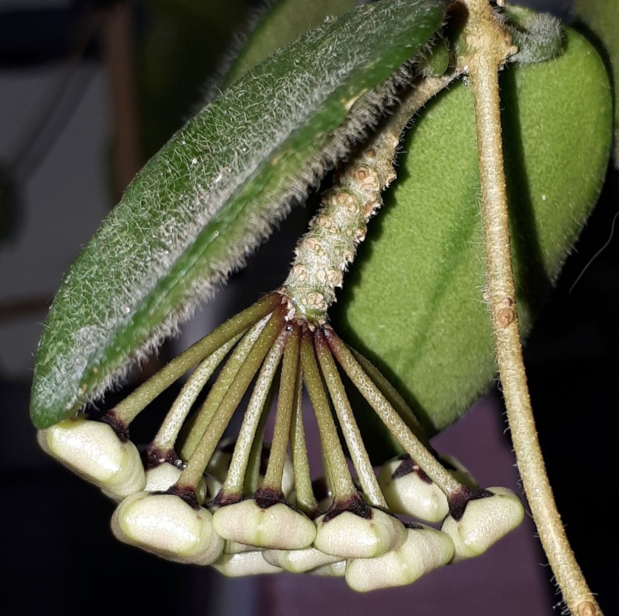 Хойя thomsonii EPC-215