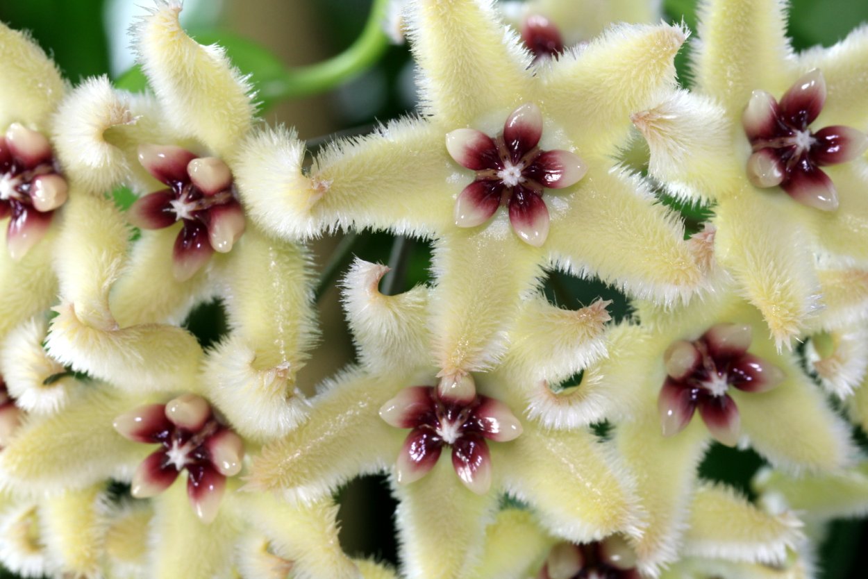 Хойя буотти Hoya buotii