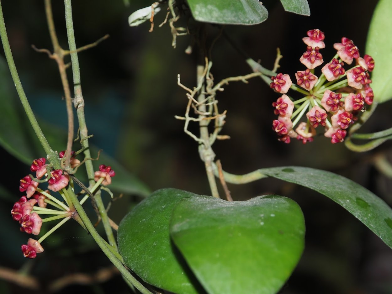 Хойя lucardenasiana