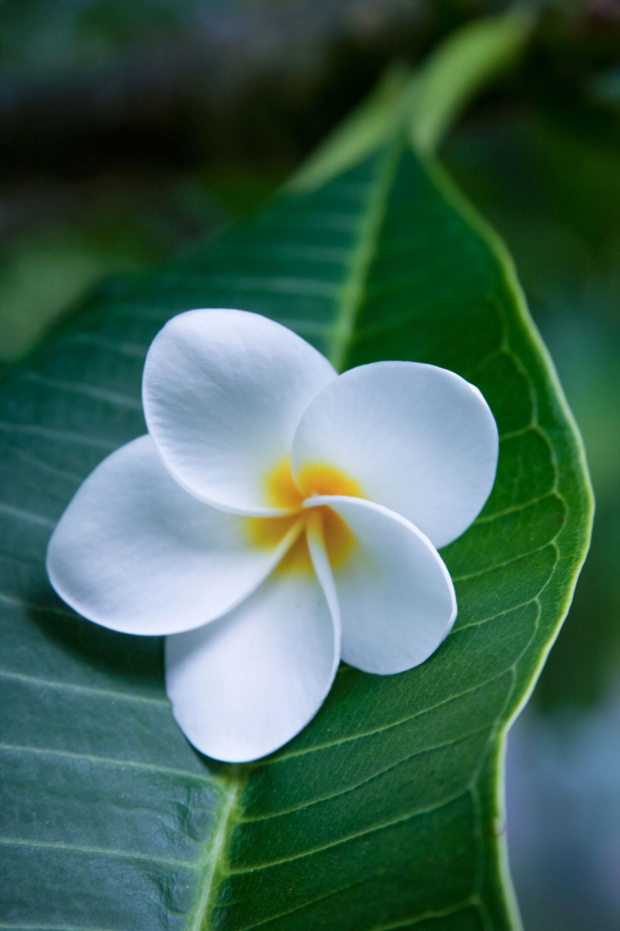 Цветы Плюмерия Франжипани