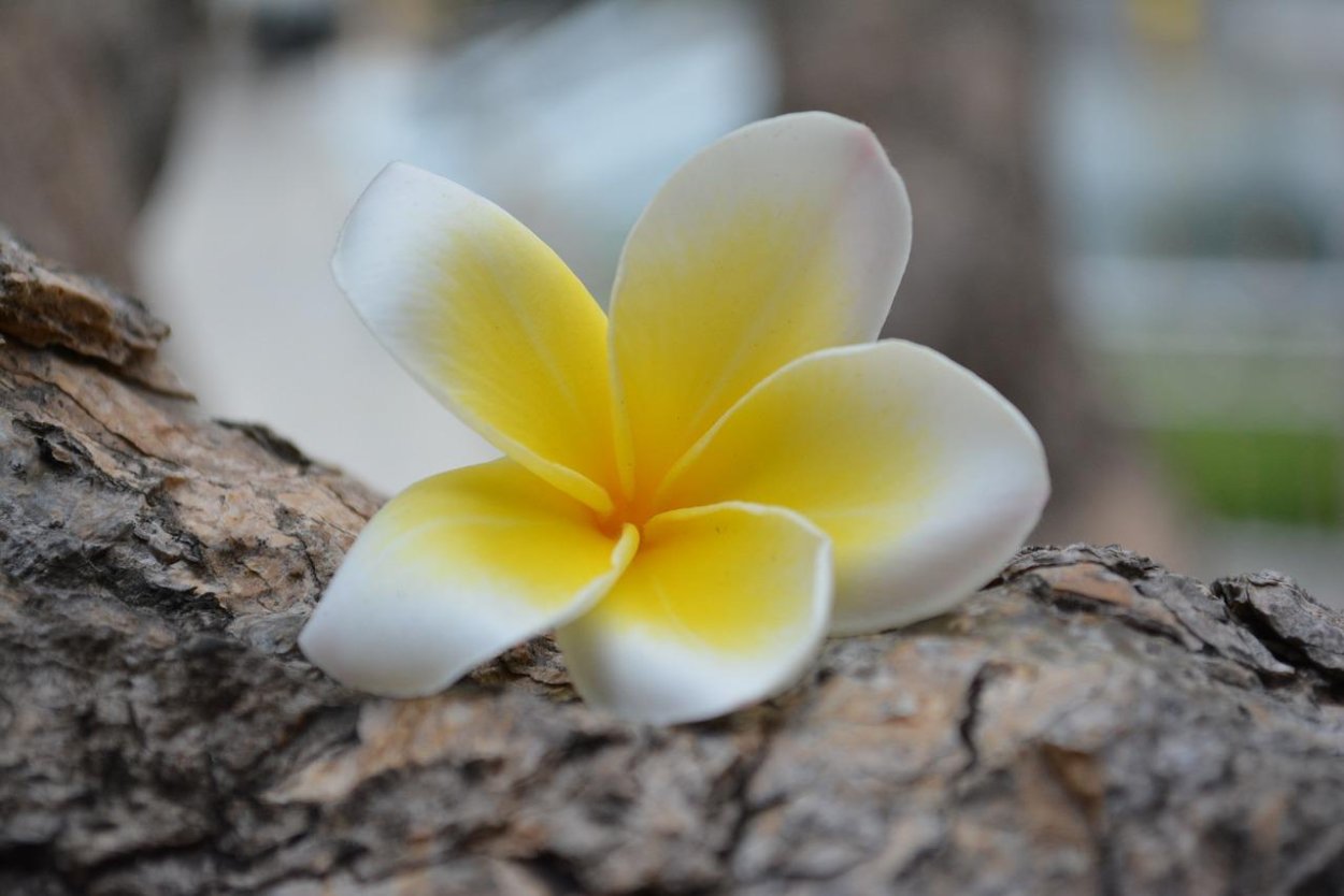 Тайские желтые цветы