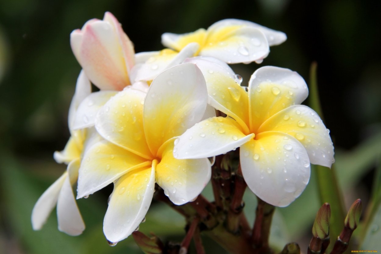 Цветы Плюмерия Франжипани
