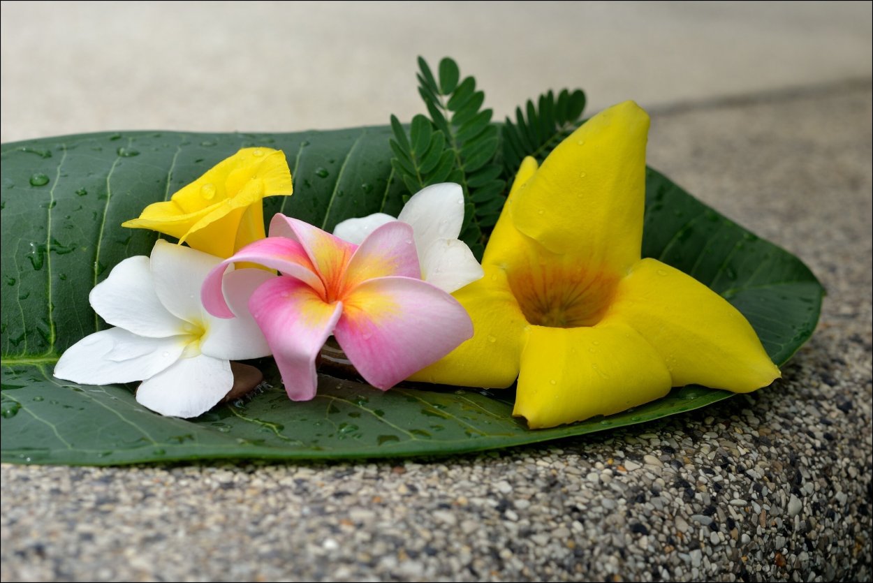 Прибрежные цветы Таиланда