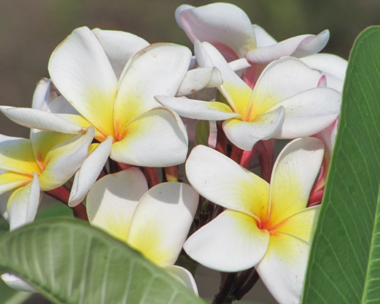 Плюмерия Ладаван
