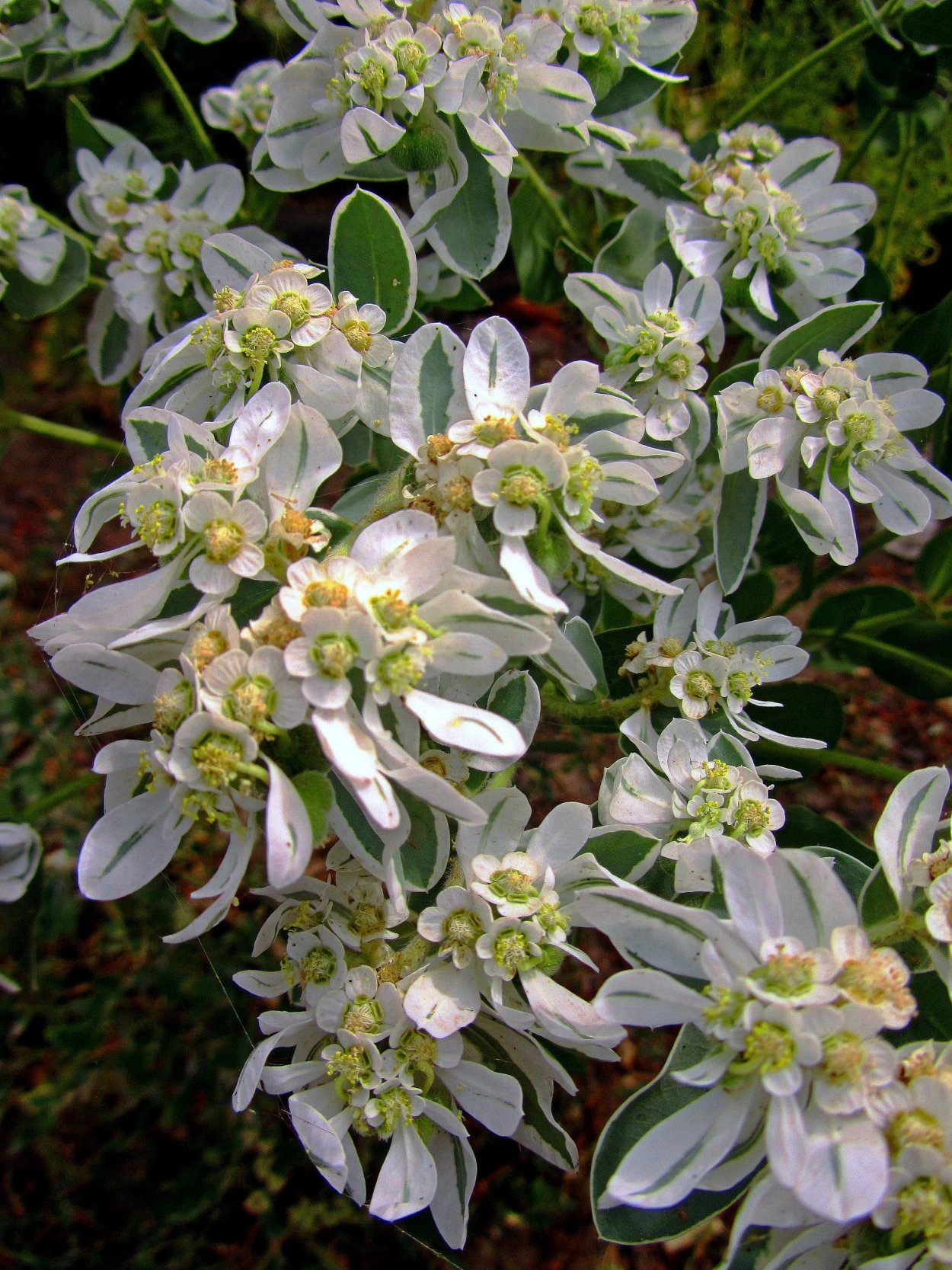 Молочай окаймленный (Маргината)