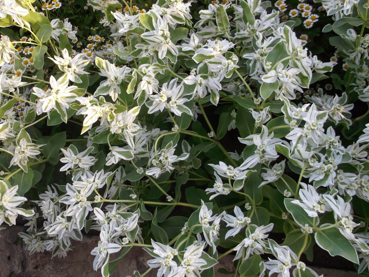 Молочай садовый окаймленный