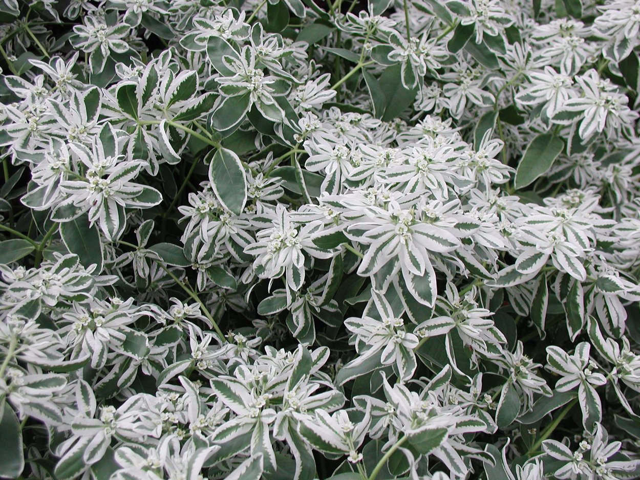 Молочай окаймленный (Маргината)