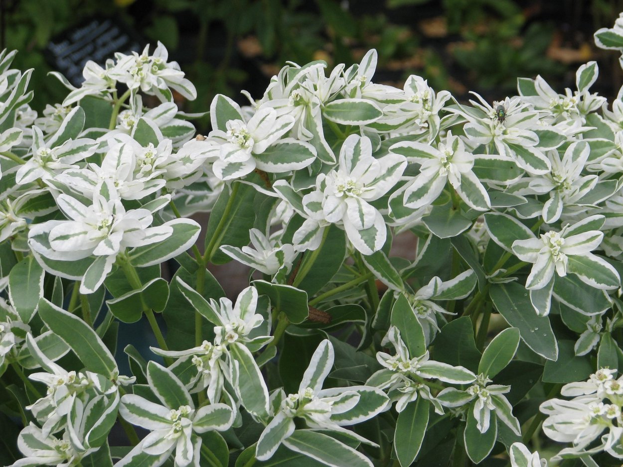 Молочай окаймленный эуфорбия