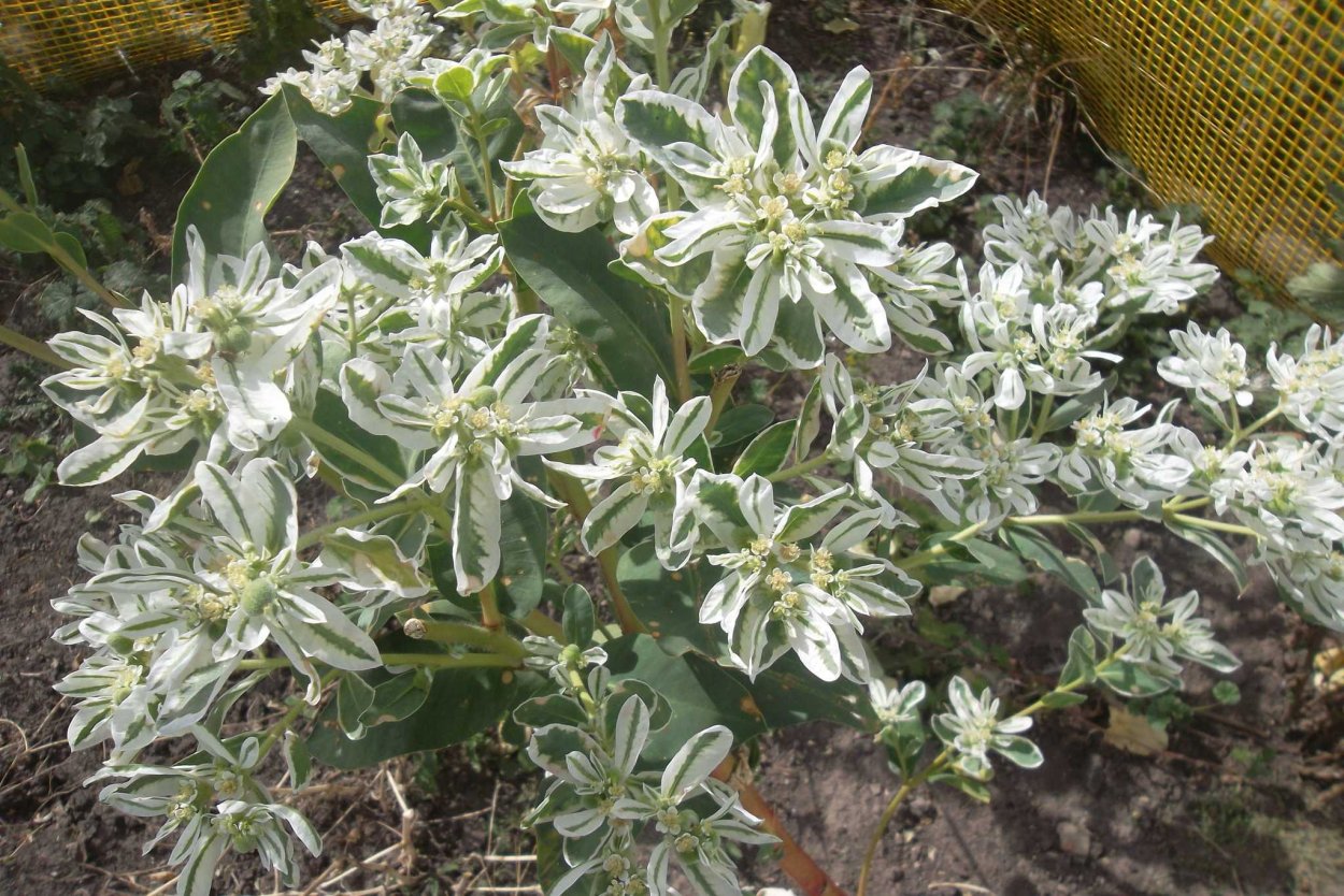 Молочай окаймленный (Маргината)