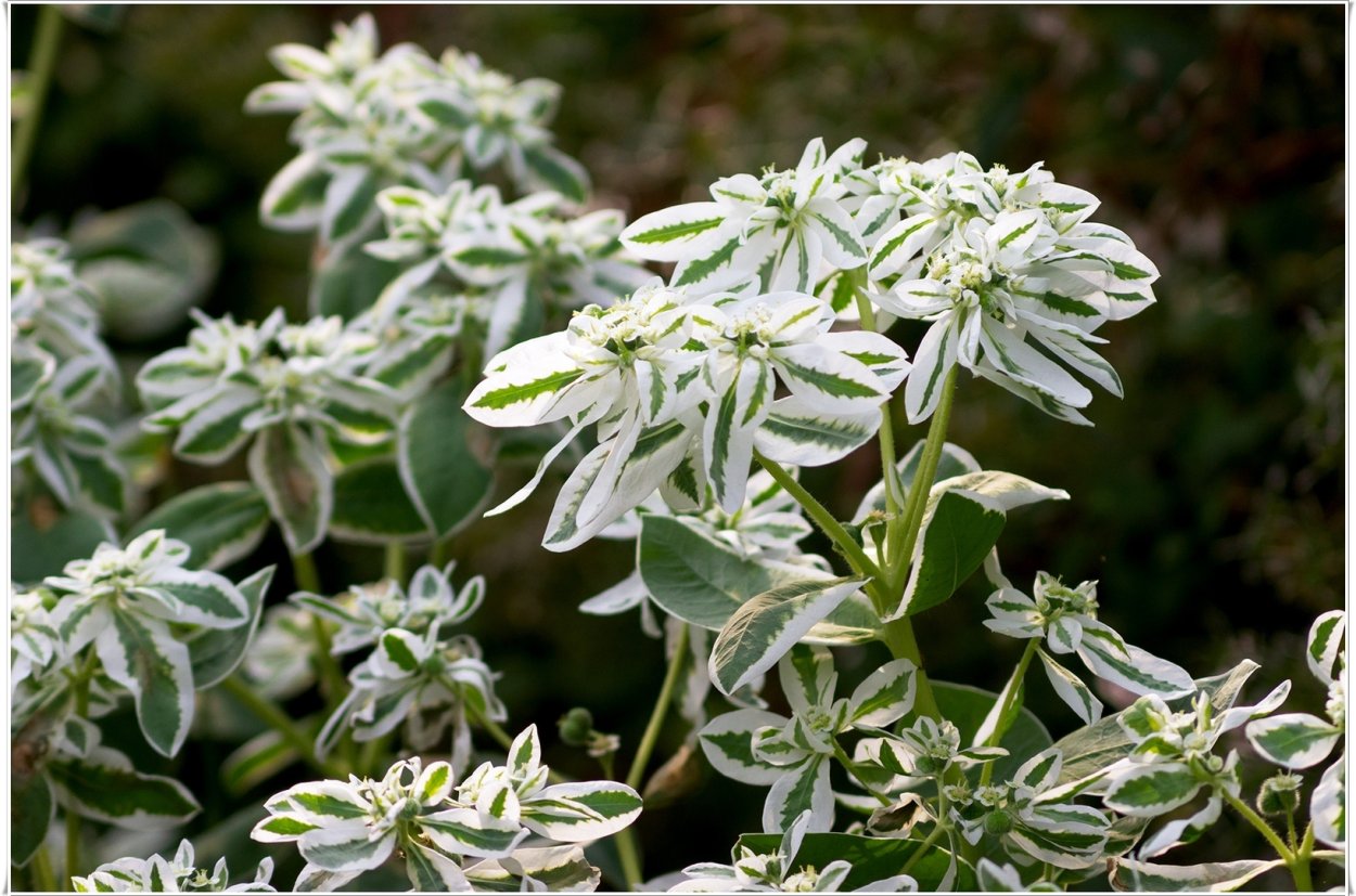 Молочай окаймленный (Маргината)