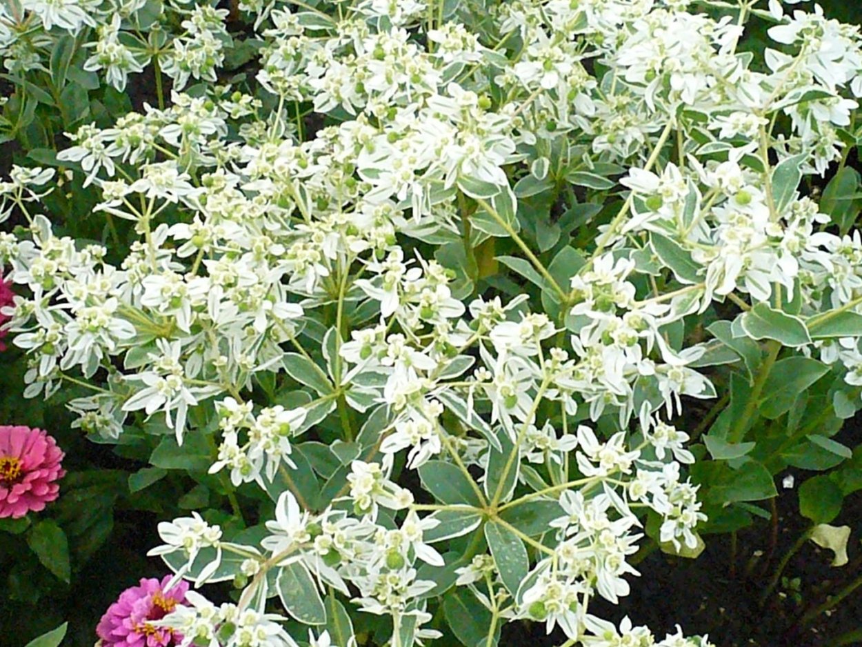 Невестка цветок многолетний