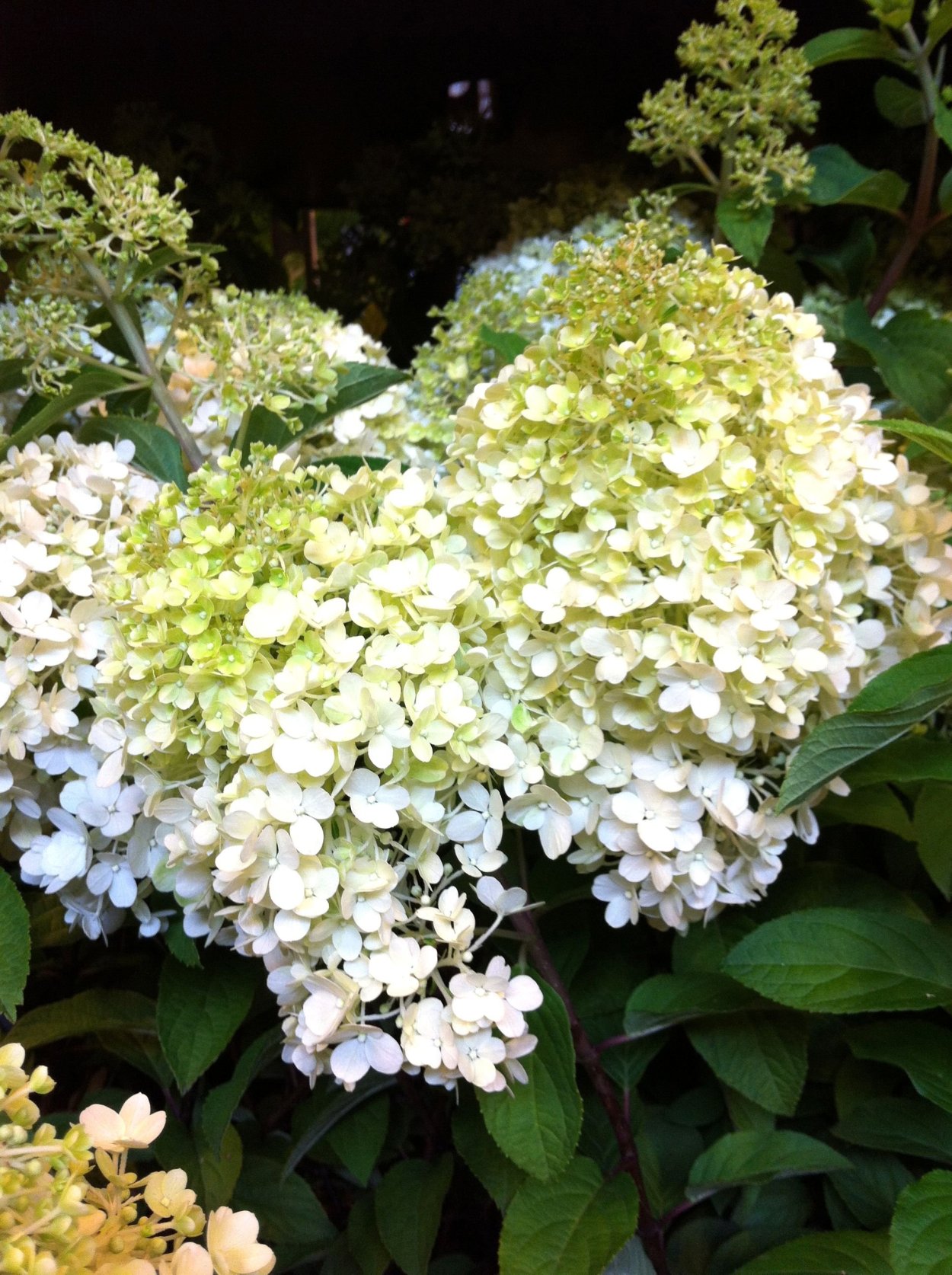 Гортензия метельчатая Bobo