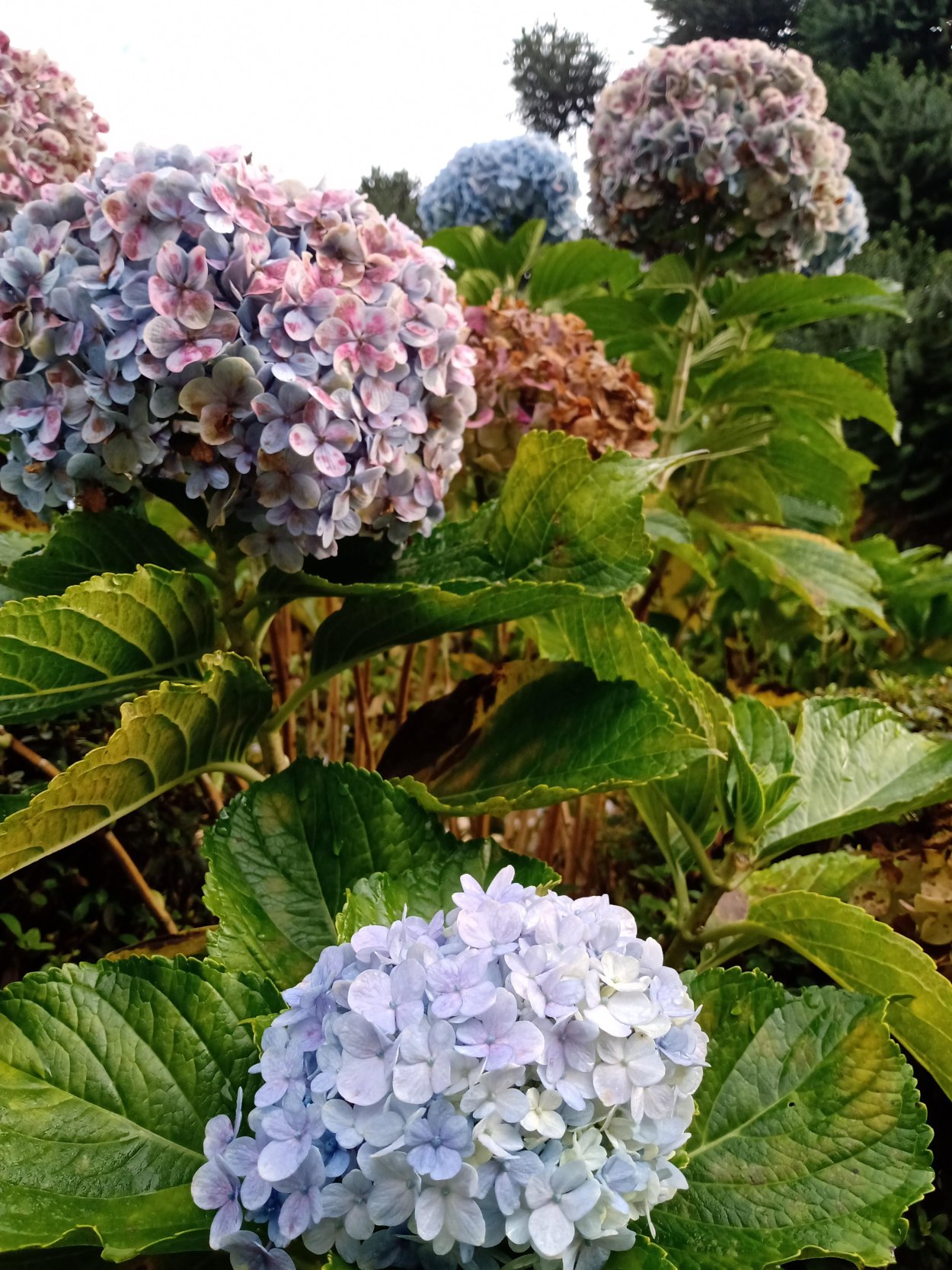 Гортензия макрофила фото