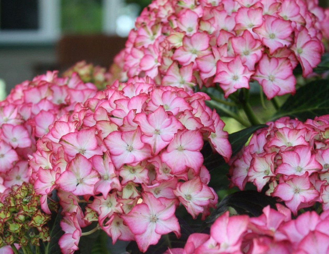 Гортензия Bonfire