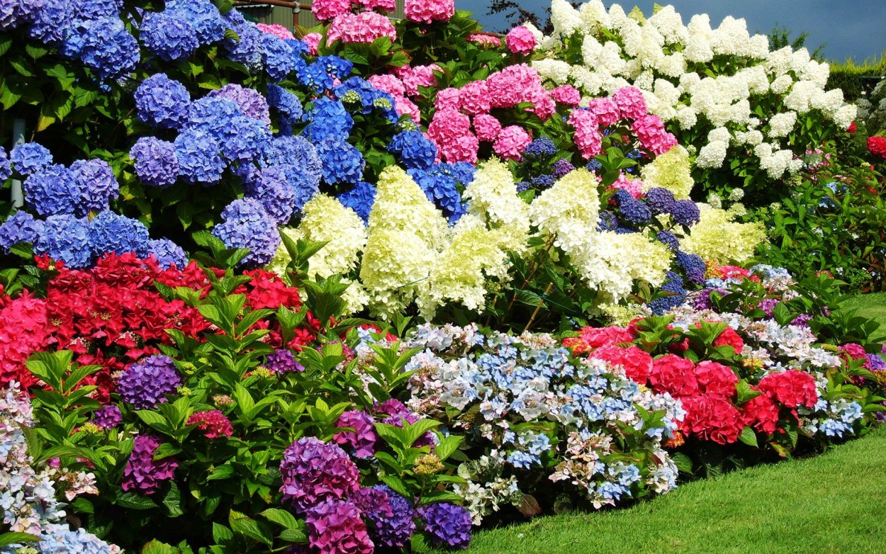 Гортензия Ротшильд