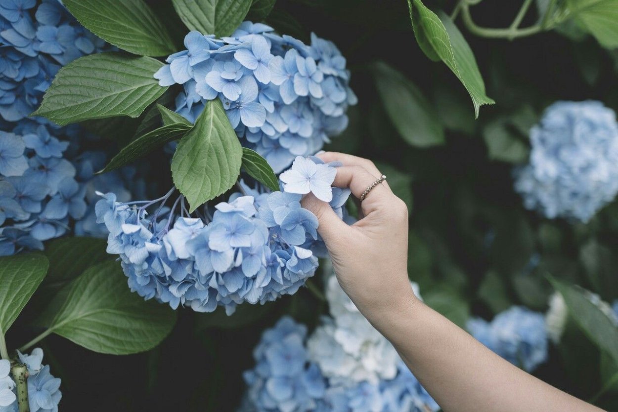 Гортензия арт в темных цветах