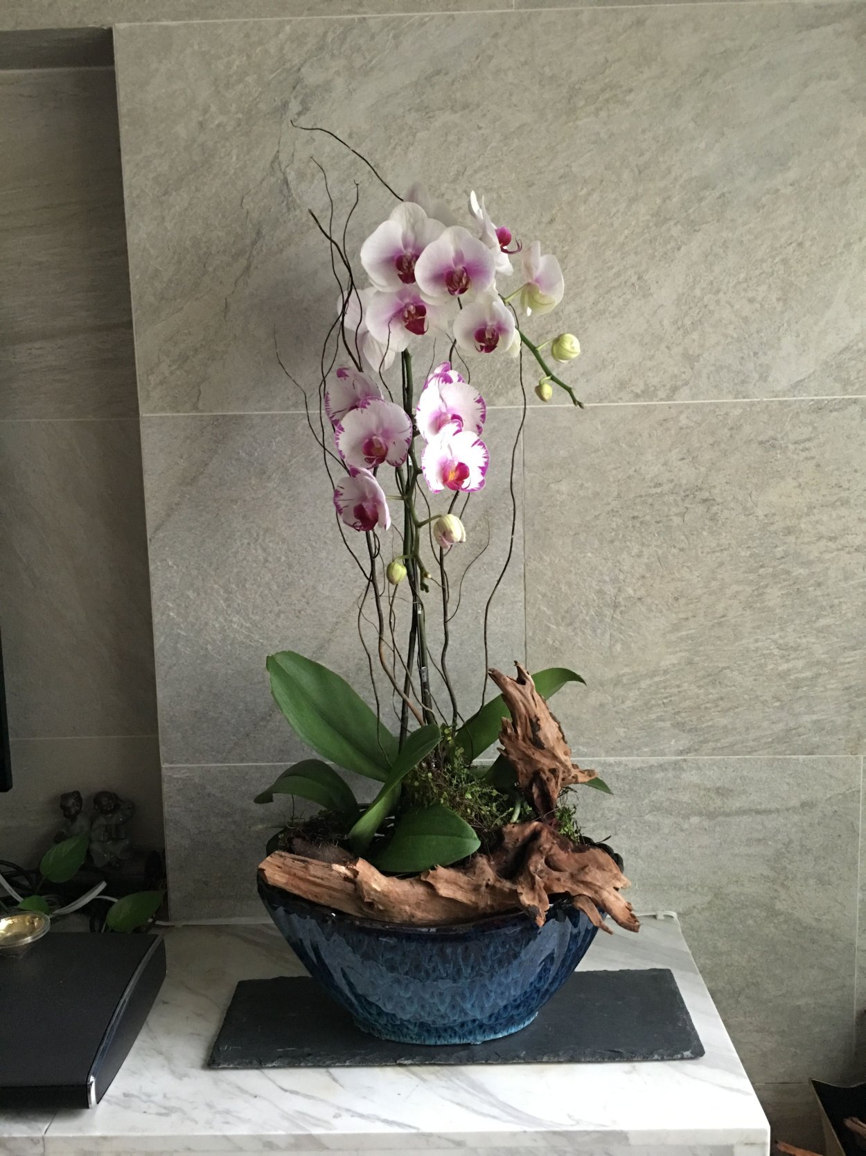 Фаленопсис комбинейшн