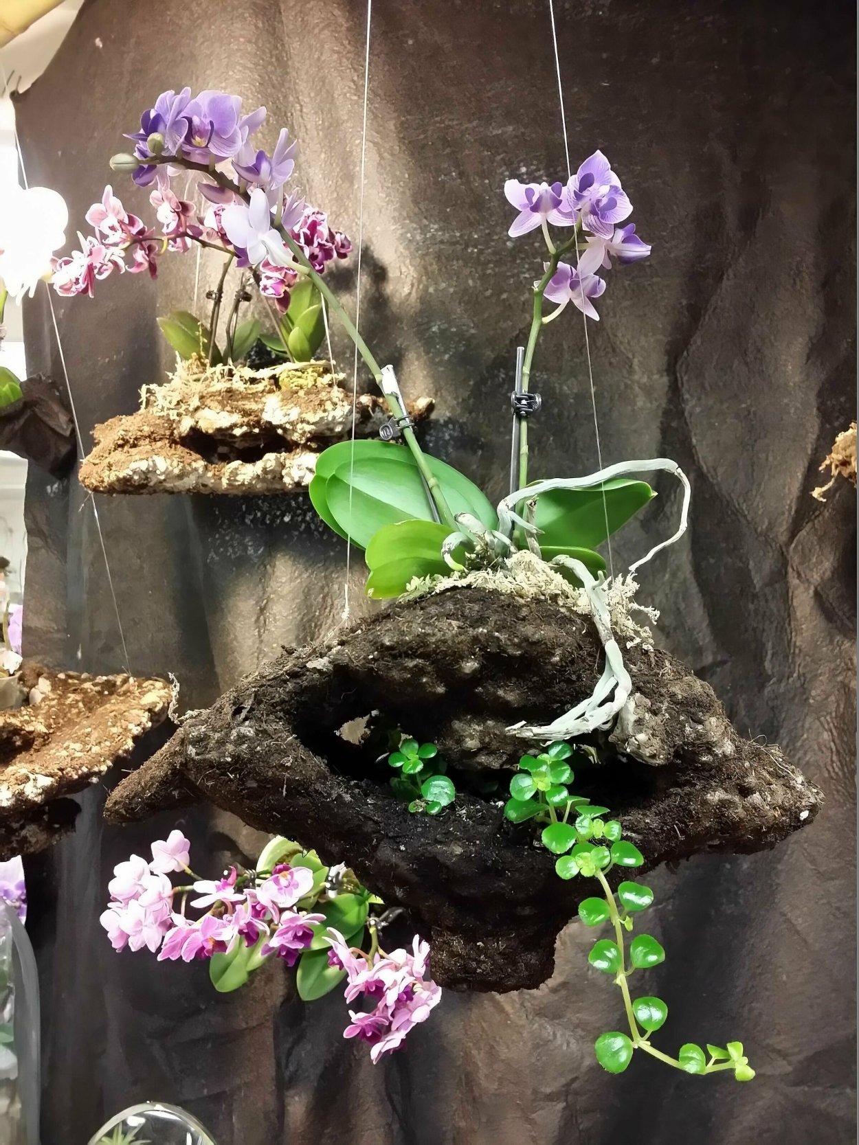 Рутарий с орхидеями