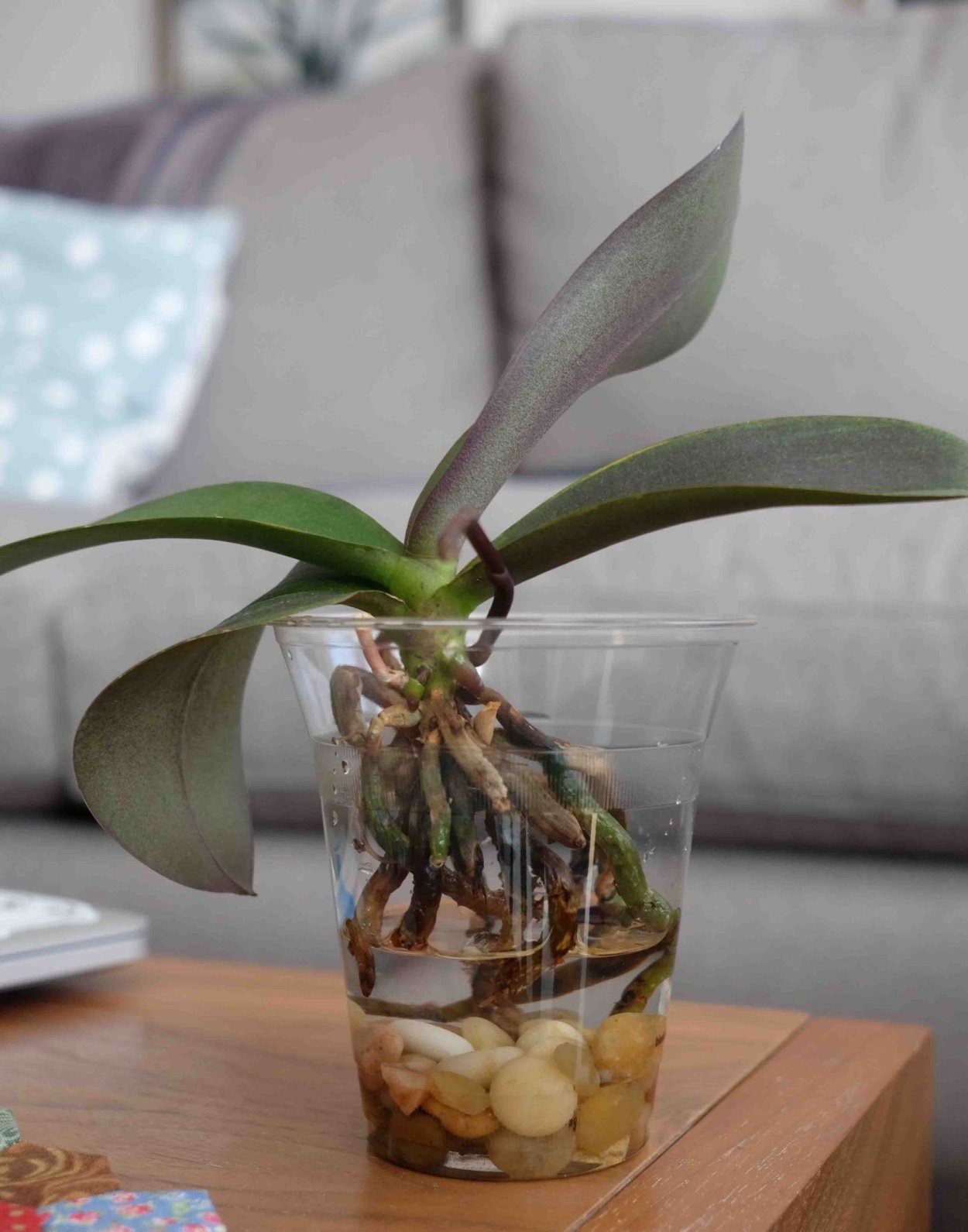 Орхидея фаленопсиса корни