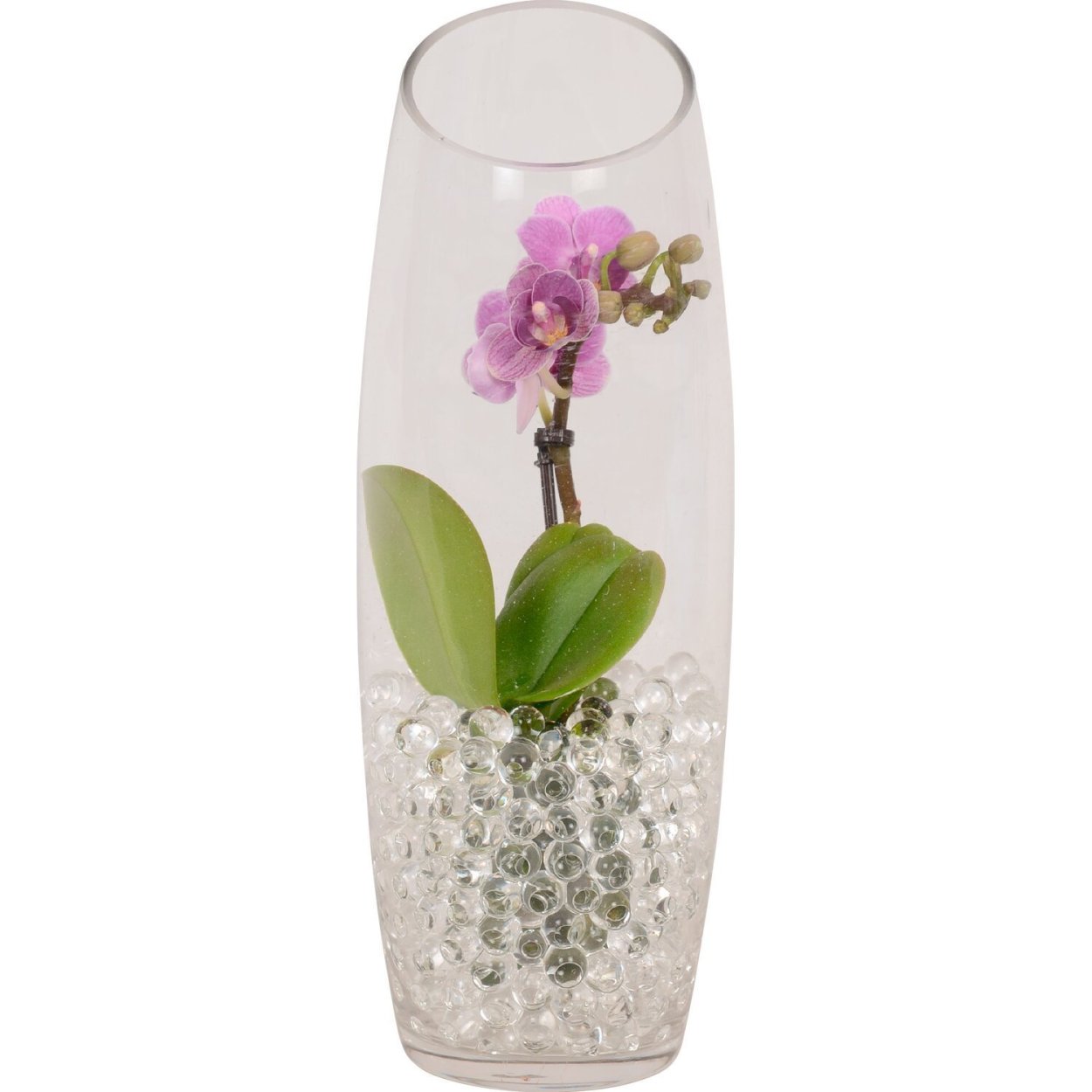 G708 фаленопсис НСК