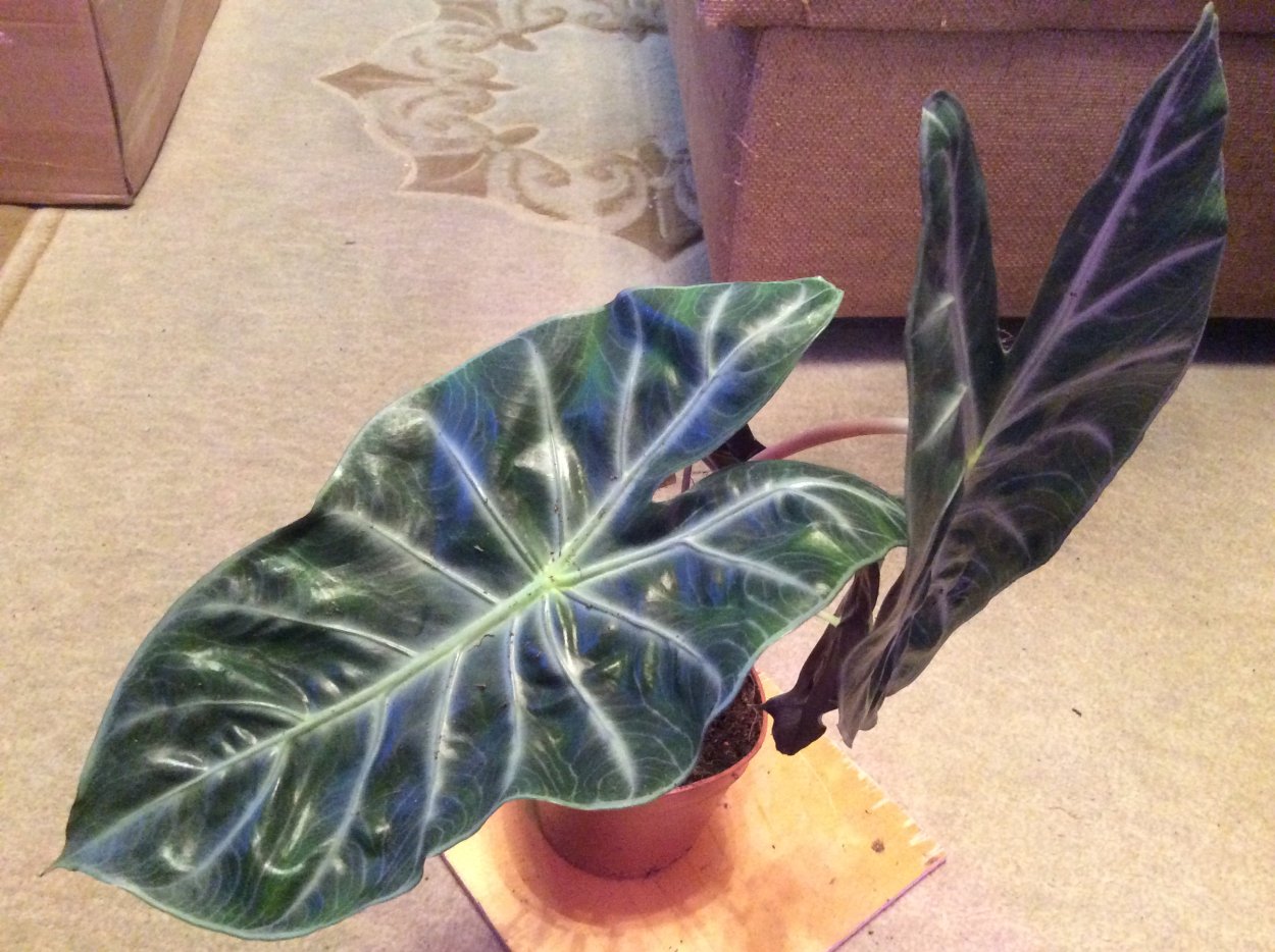 Алоказия Purple Nights