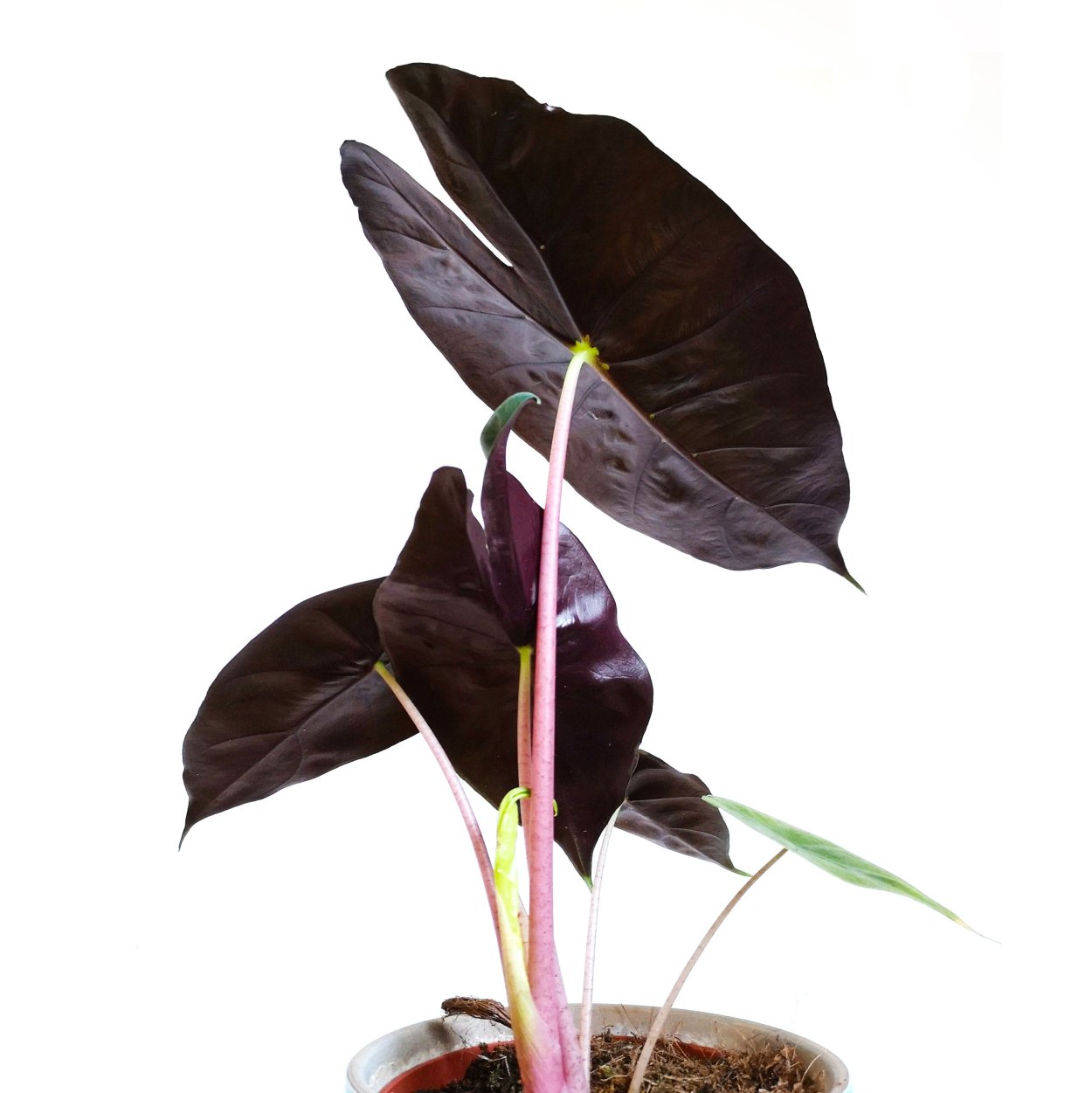 Алоказия Nairobi Nights