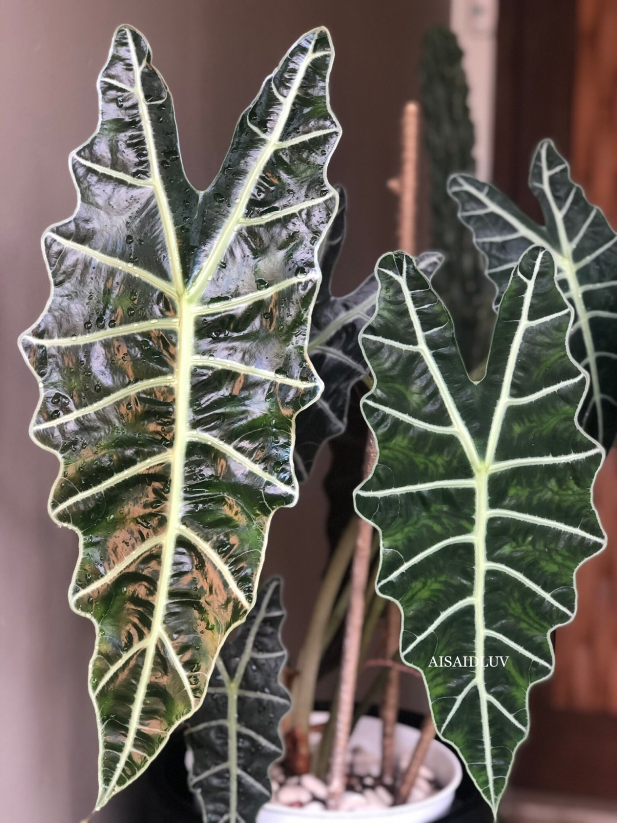 Алоказия Бамбино