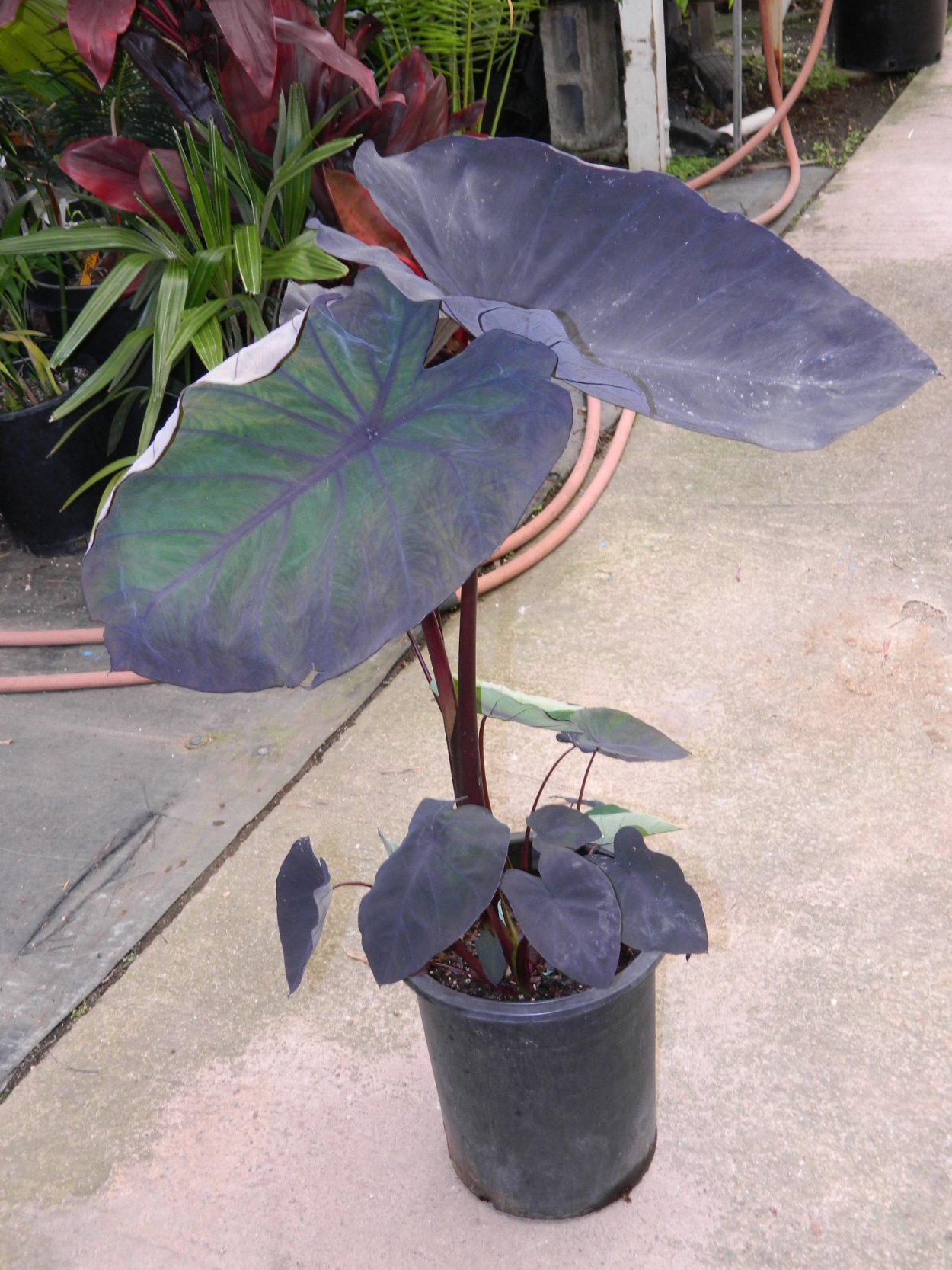 Алоказия Блэк Мэджик