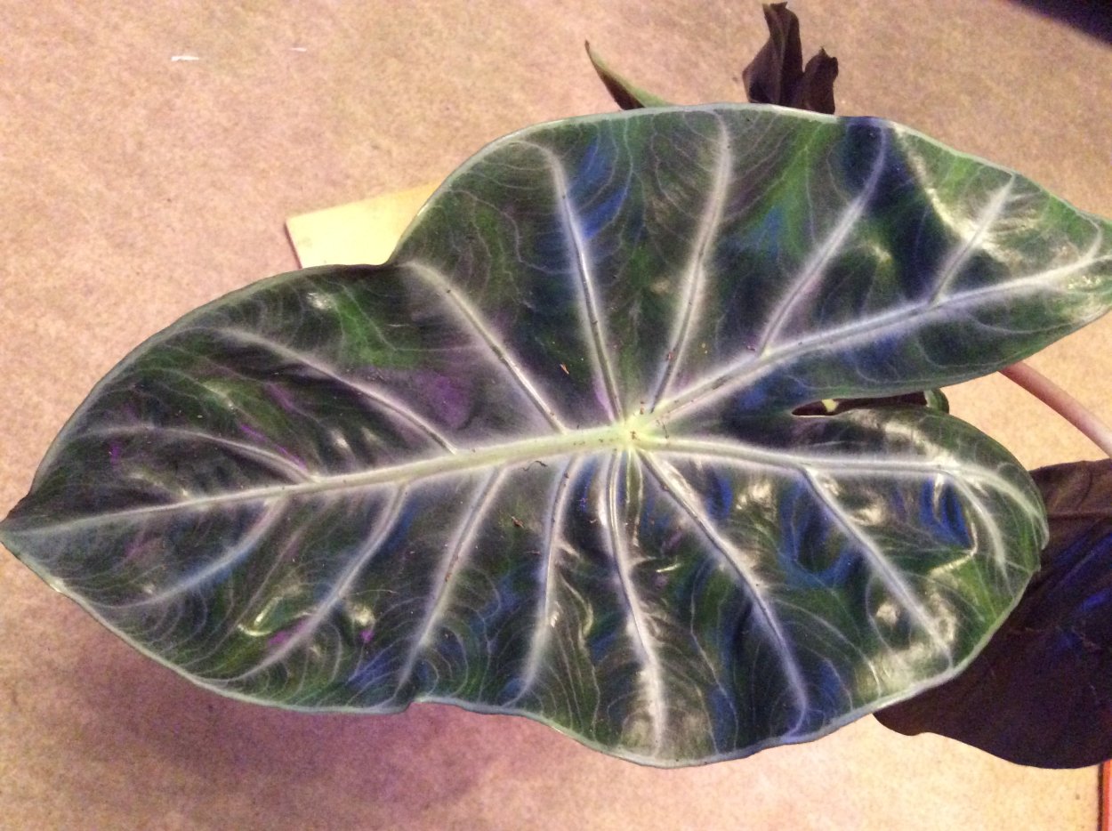 Алоказия Purple Nights