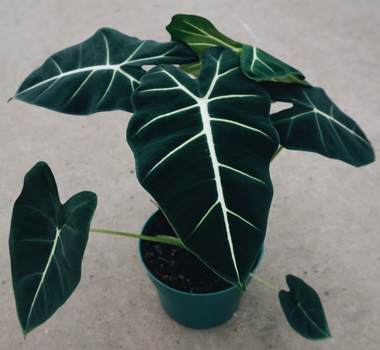 Алоказия Мишольца