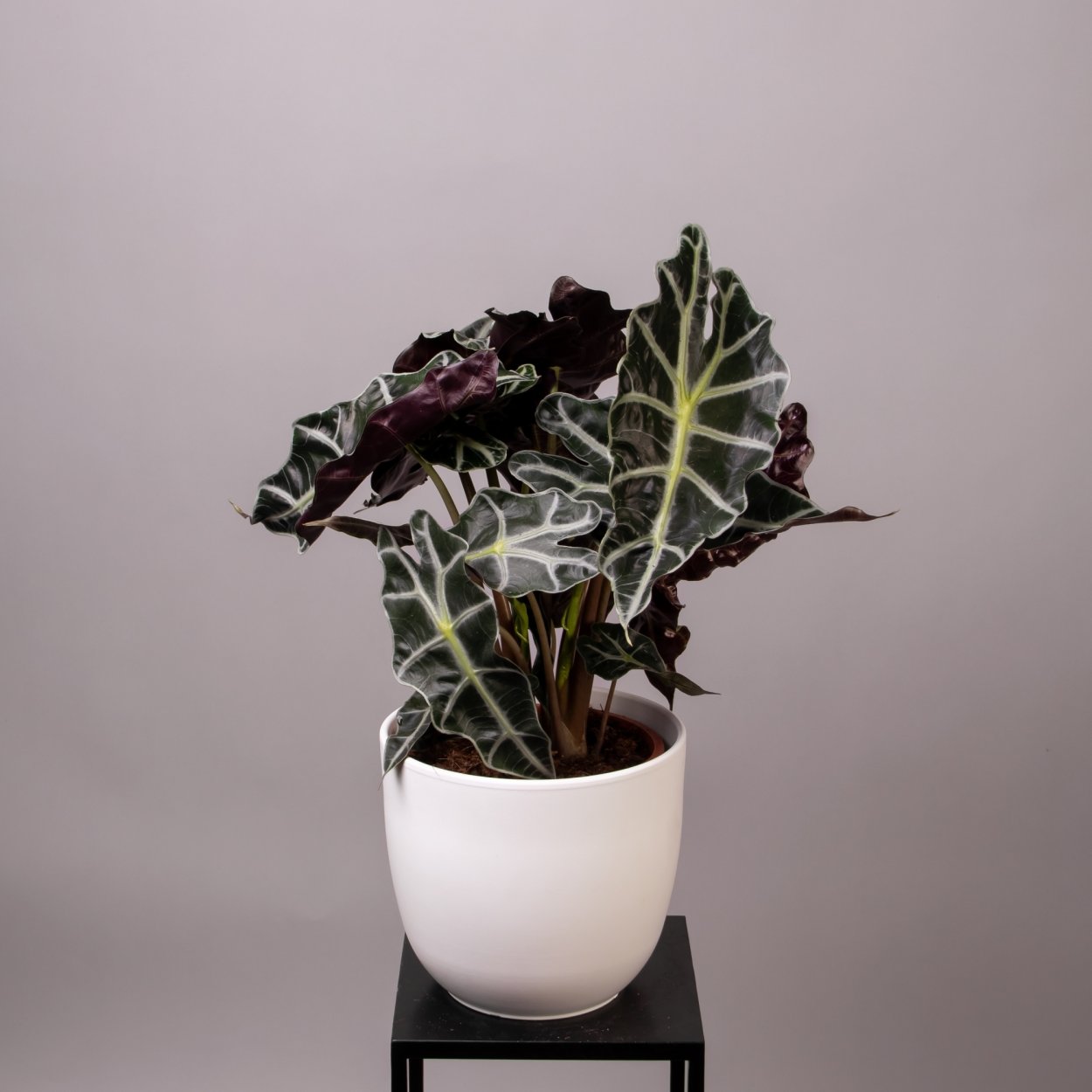 Алоказия Хелло Бьюти