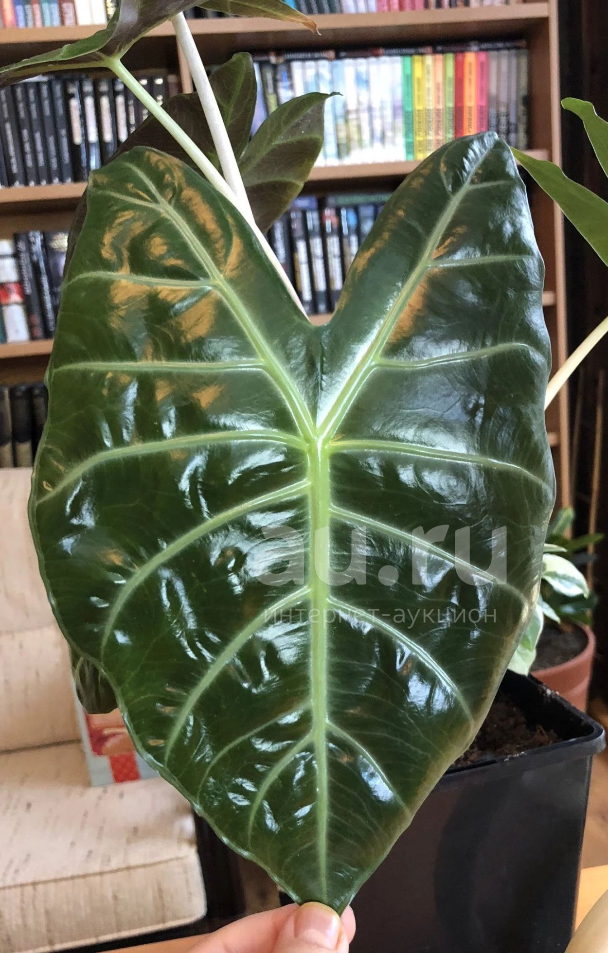 Алоказия Марокко