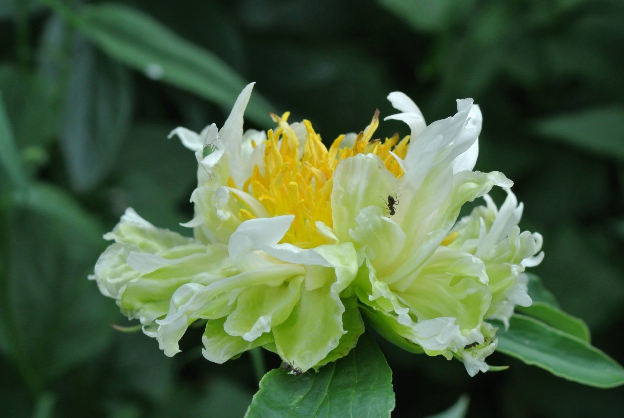 Пион молочноцветковый Грин гало