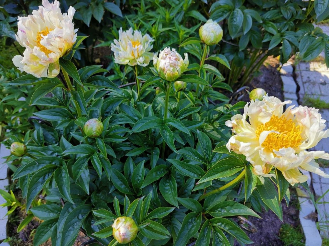 Пион Грин Хало