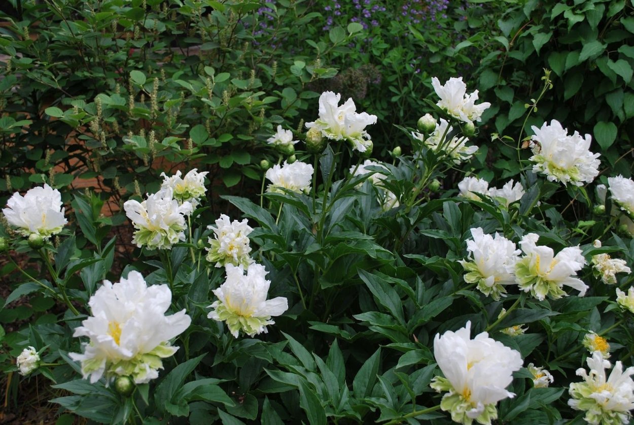 Пион молочноцветковый Грин Хало