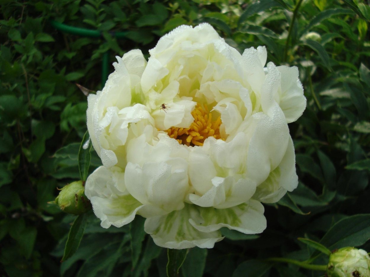 Пион молочноцветковый Грин Хало