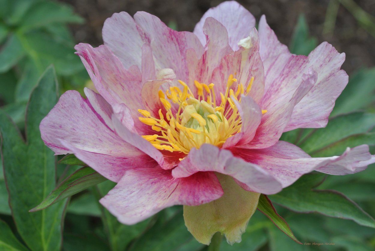 Paeonia Sonoma Blessing пион сонома Блессинг