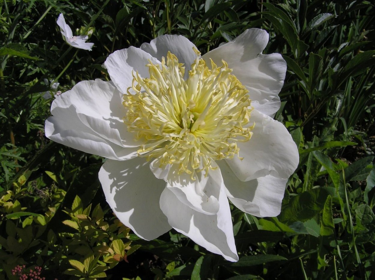 Lotus Bloom пион