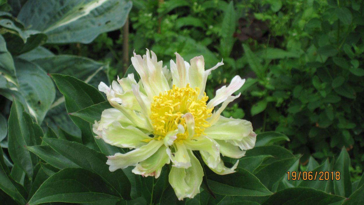 Пион Грин Лотус