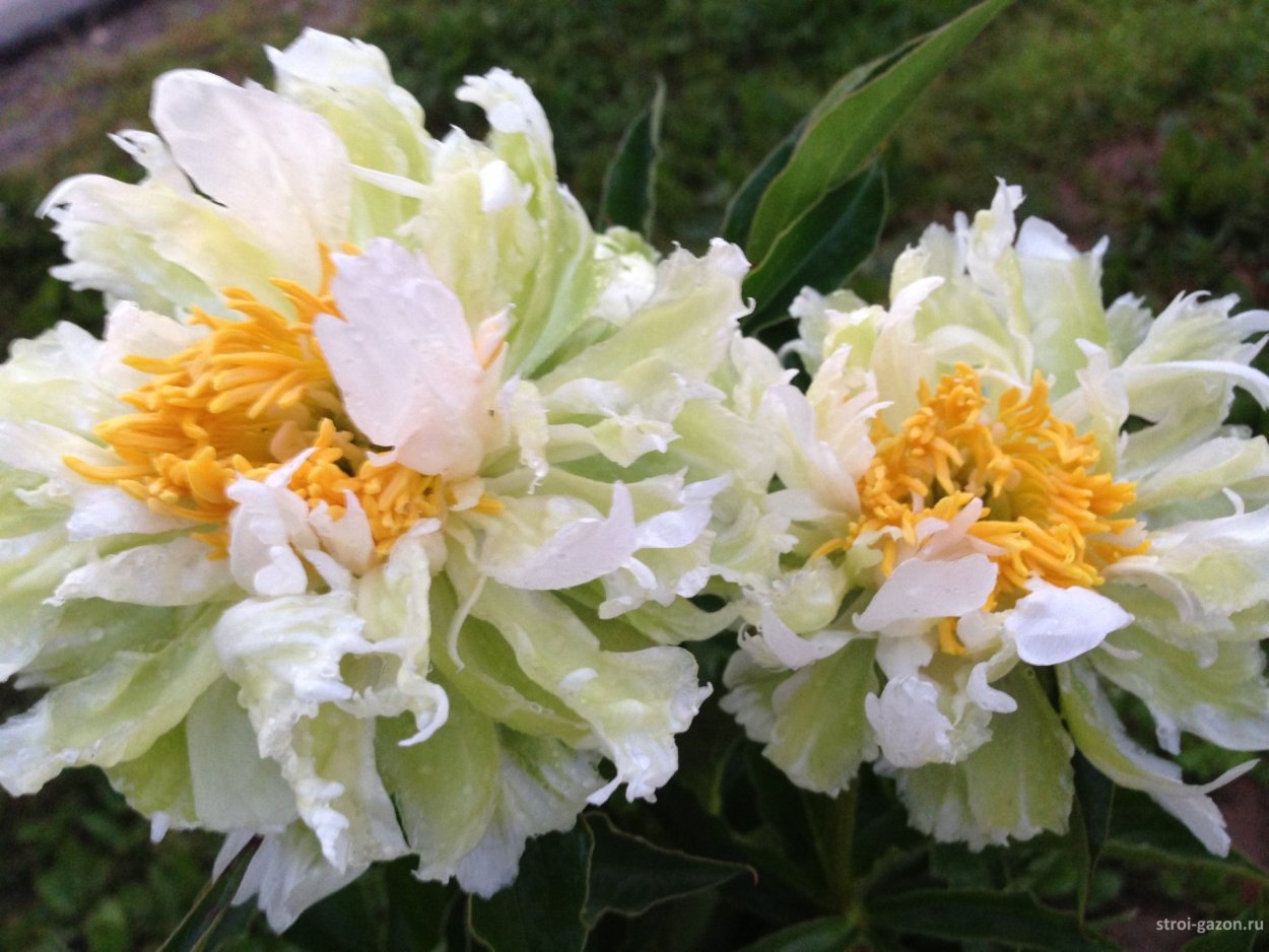 Пион молочноцветковый Грин гало